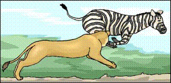 animaux