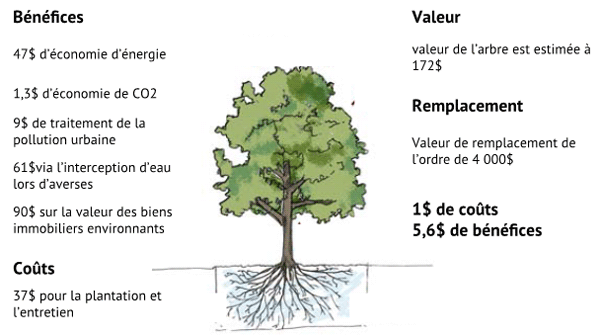 avantages arbres en ville